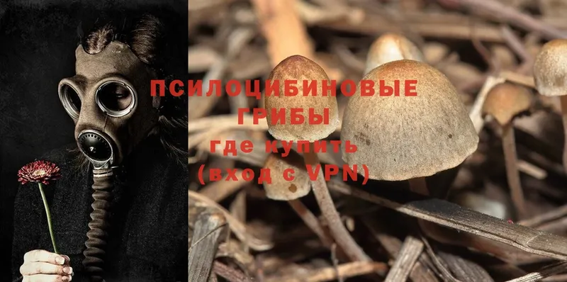 Псилоцибиновые грибы Psilocybe  сколько стоит  Аркадак 